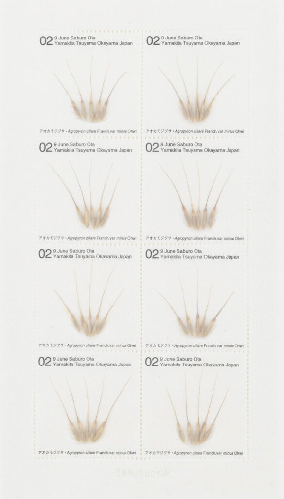 作品画像：Seed Project　アオカモジグサ・Agopyron ciliare Franch.var minus Ohwi 2002年6月9日 岡山県津山市山北