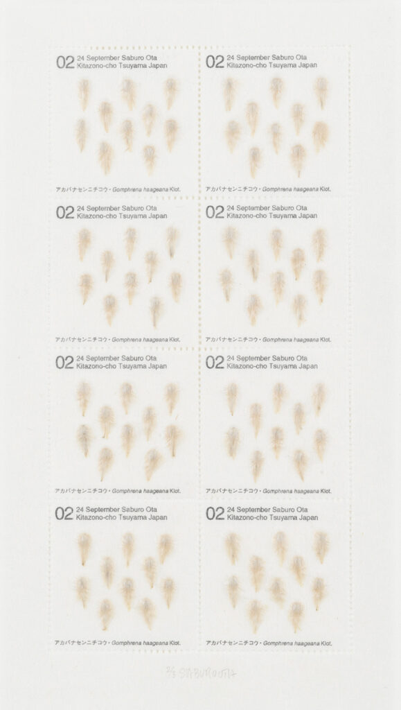 作品画像：Seed Project　アカバナセンニチコウ・Gomphrena haageana Klot. 2002年9月24日 岡山県津山市北園町