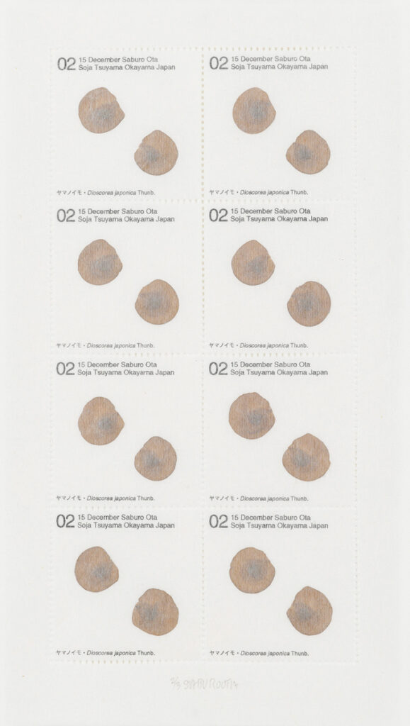 作品画像：Seed Project　ヤマノイモ・Dioscorea japonica Thunb. 2002年12月15日 岡山県津山市総社