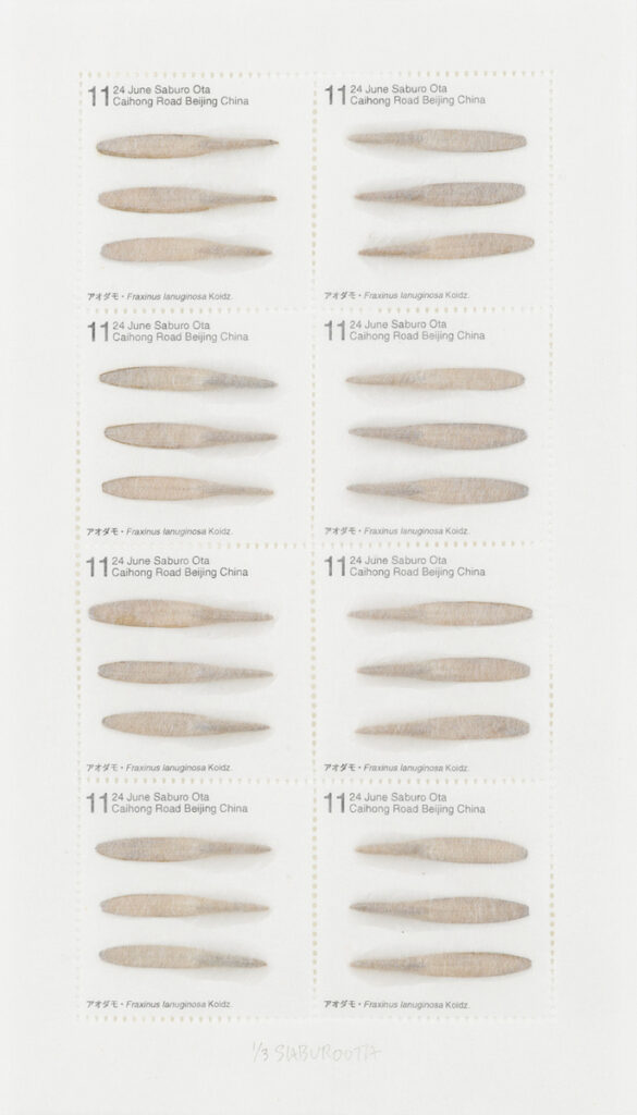 作品画像：Seed Project　アオダモ・Fraxinus lanuginosa Koidz. 2011年6月24日 Caihong Road, Beijing China