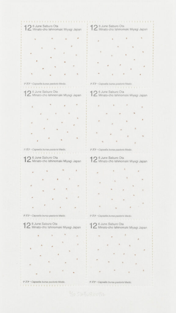 作品画像：Seed Project　ナズナ・Capsella bursa-pastoris Medic. 2012年6月6日 宮城県石巻市湊町