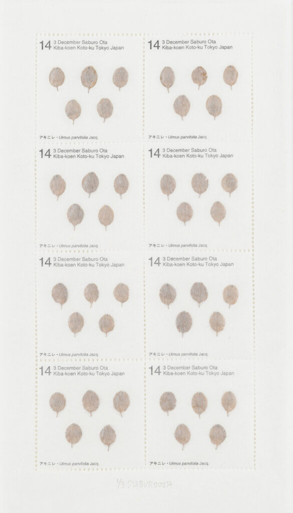 作品画像：Seed Project　アキニレ・Ulmus parvifolia Jacq. 2014年12月3日 東京都江東区木場公園