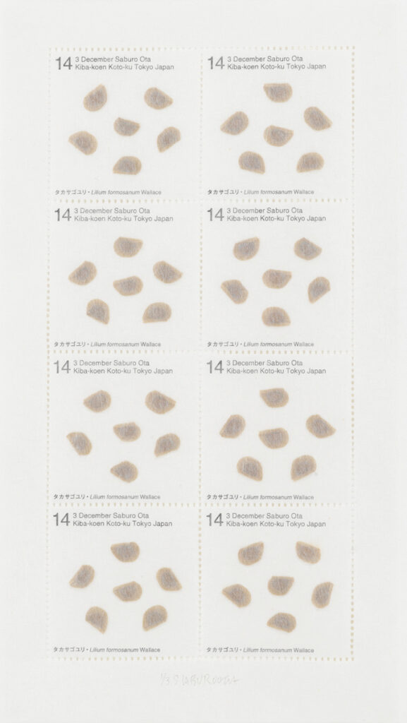 作品画像：Seed Project　タカサゴユリ・Lilium formosanum Wallace 2014年12月3日 東京都江東区木場公園