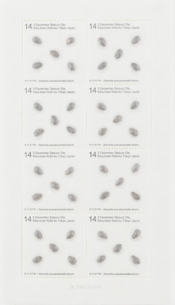 作品画像：Seed Project　ナツツバキ・Stewartia pseudocamellia Maxim. 2014年12月3日 東京都江東区木場公園