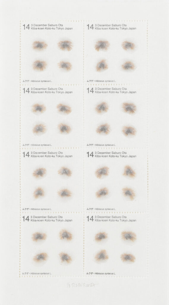 作品画像：Seed Project　ムクゲ・Hibiscus syriacus L. 2014年12月3日 東京都江東区木場公園
