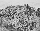 作品画像：オレンジの花咲く島