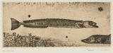 作品画像：小さな魚