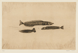作品画像：三匹の小魚