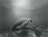 作品画像：Manatee