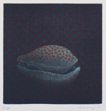 作品画像：貝