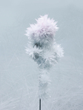 作品画像：ROSE