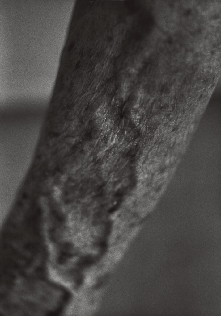 作品画像：＃3『1906 to the skin』より