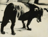 作品画像：Stray dog “Daido ＃１”