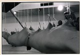 作品画像：1970年代美術記録写真集 「ステラーク　1976年5月16日　真木画廊」