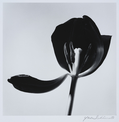 花 #234