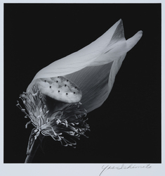 花 #237