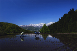 作品画像：アルプスを眺める山里の田植え