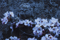 作品画像：桜並木の地蔵菩薩