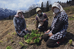 作品画像：早春の香りがする山菜採り