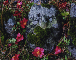 作品画像：苔に包まれた石仏
